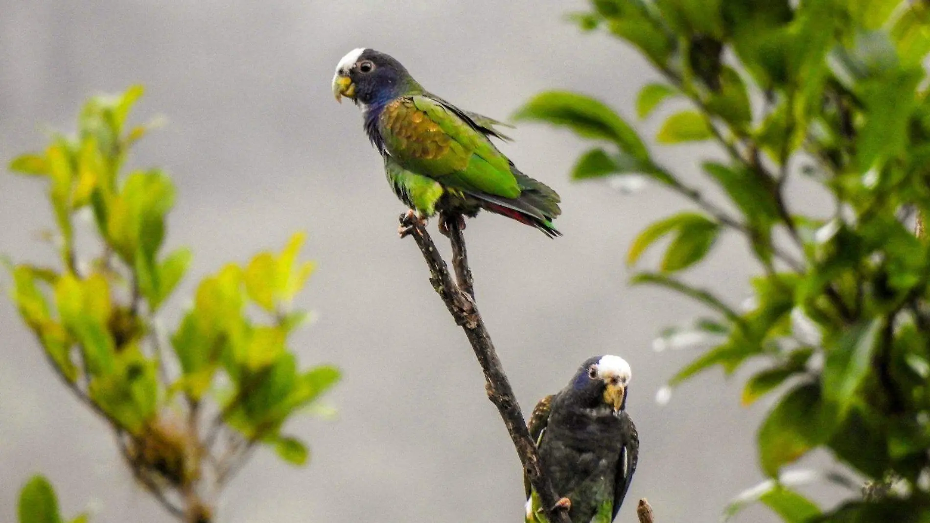 El loro huasteco es una especie en extinción por la deforestación y destrucción del medio ambiente